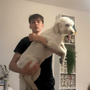 dajczman